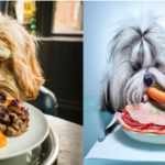 Cách làm thức ăn cho chó tại nhà nhanh-gọn-lẹ