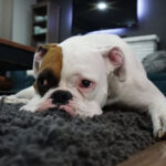 Huấn luyện chó đi vệ sinh từng bước một chi tiết nhất