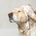 Bao lâu tắm chó 1 lần?