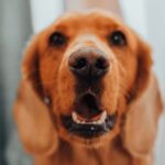 5 Lý Do Mũi Chó Luôn Ướt: Khám Phá Bí Quyết Giúp Thú Cưng Khỏe Mạnh!