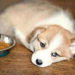 Chữa bệnh chó bỏ ăn, khi nào thì cần đi thú y?