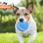 Đồ chơi cho chó “xịn xò” mua ở đâu TPHCM?