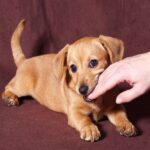 Chó con hay cắn: Tất tần tật nguyên nhân và cách huấn luyện