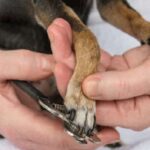 Cắt móng chân cho chó: “Phá đảo” tips không làm cún cưng đau