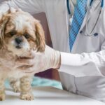 Cách chữa chó con bị phình bụng tại nhà HIỆU QUẢ NHẤT