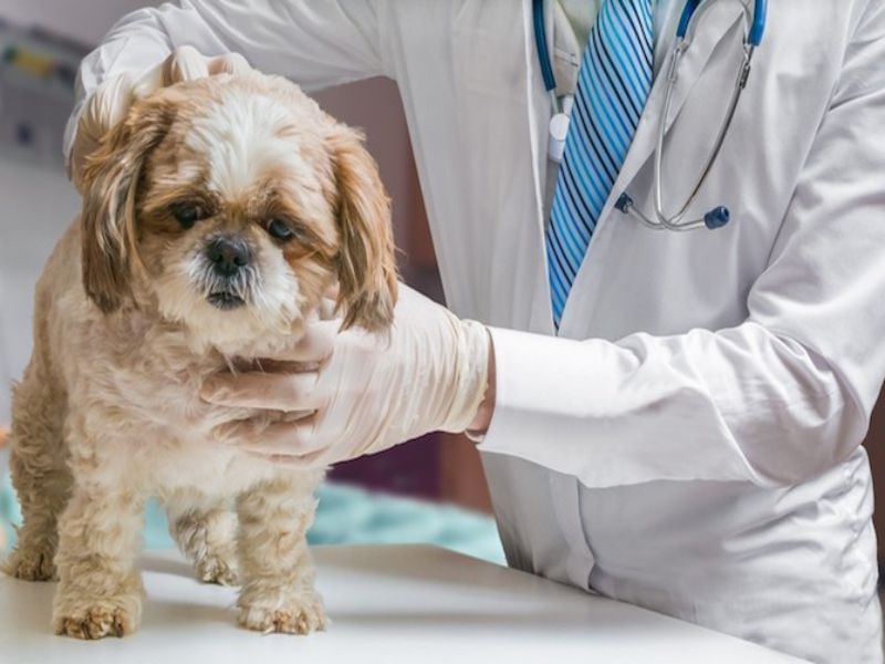 Cách chữa chó con bị phình bụng tại nhà HIỆU QUẢ NHẤT