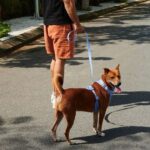 Chó bị hôi miệng: Nguyên nhân & Cách xử lý