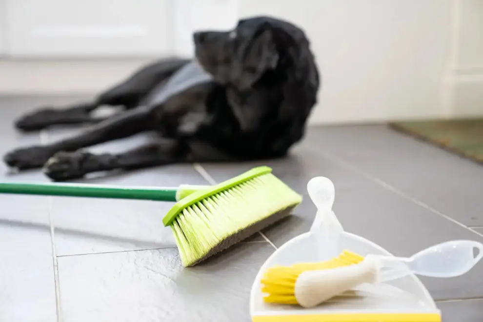 Cách khử mùi hôi của chó đơn giản nhưng hiệu quả không ngờ