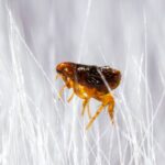 30 cách trị bọ chét cho chó hoàn toàn tự nhiên