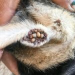 Cách trị ve cho chó tận gốc triệt để