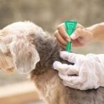 Cách trị rận cho chó: Triệu chứng, Điều trị, phòng ngừa