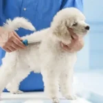 Cách xử lý lông chó bị vón cục hiệu quả nhất