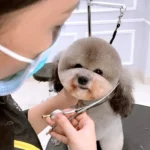 Cách cắt tỉa lông chó Phốc Sóc tại nhà dễ thực hành