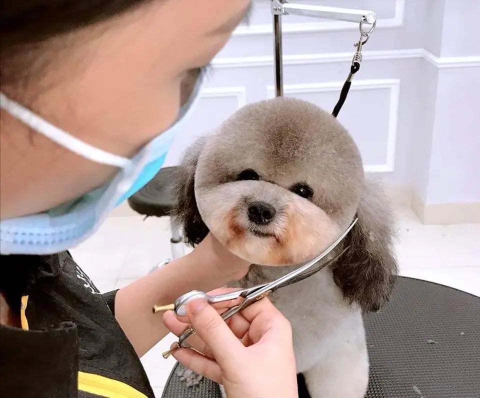 Cách cắt tỉa lông chó Phốc Sóc tại nhà dễ thực hành