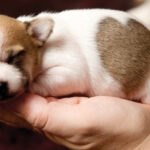 Chó sơ sinh bị đầy bụng: Nguyên nhân và cách chữa trị