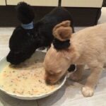 Chó con ăn cháo được không?