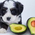 Chó ăn bơ được không?