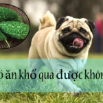 Chó ăn mướp đắng được không? Khổ qua có tốt cho chó không?