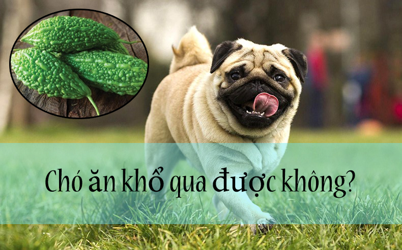 Chó ăn mướp đắng được không? Khổ qua có tốt cho chó không?