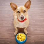 Chó ăn xoài được không?