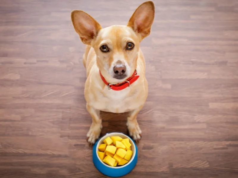 Chó ăn xoài được không?