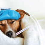 Những bệnh thường gặp ở chó già cùng top 8 bệnh phổ biến nhất