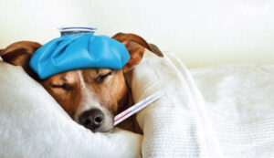 Những bệnh thường gặp ở chó già cùng top 8 bệnh phổ biến nhất