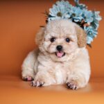 Chó Bị Dị Ứng Thức Ăn Phải Làm Sao? Triệu Chứng và Cách Khắc Phục