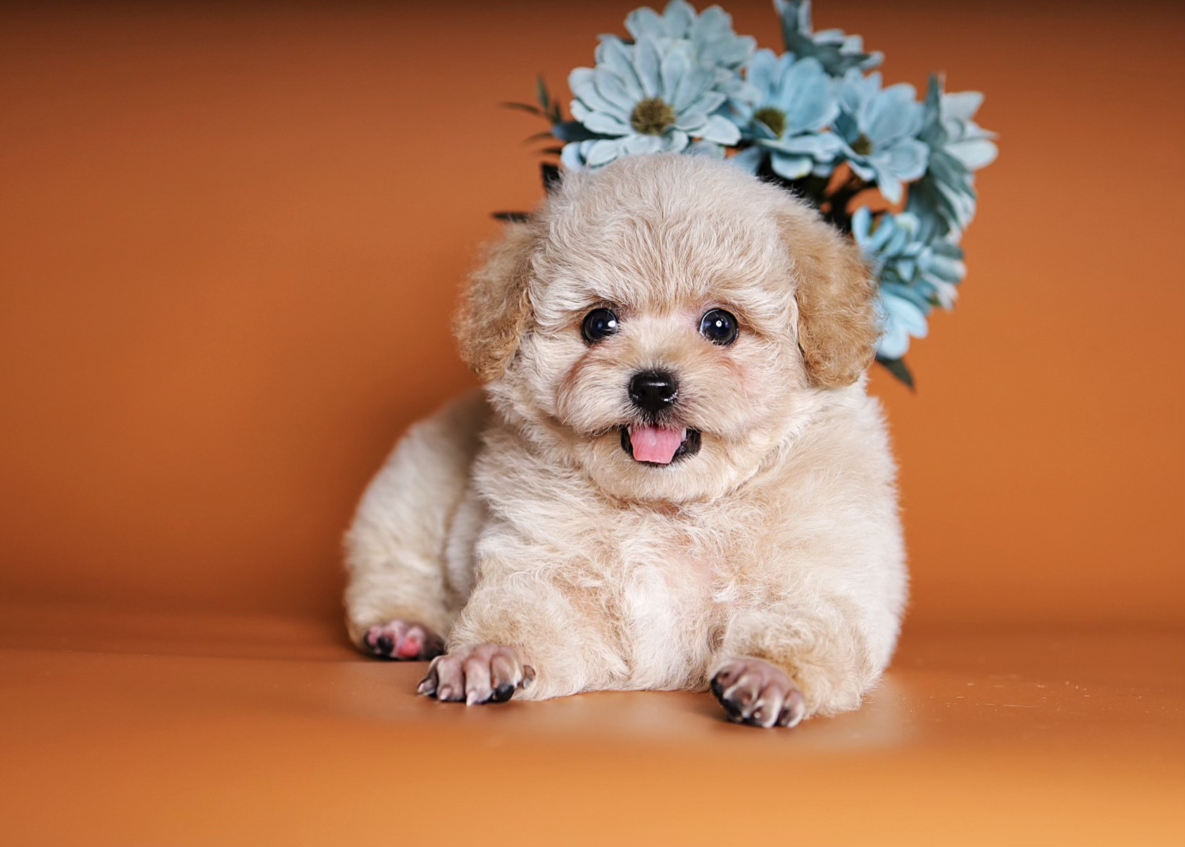 Chó Bị Dị Ứng Thức Ăn Phải Làm Sao? Triệu Chứng và Cách Khắc Phục