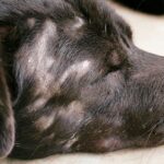 Chó bị rụng lông quanh mắt có sao không?