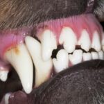 Chó có bao nhiêu răng?