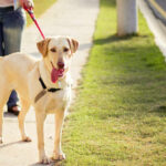 Chó có biết đường về nhà không?