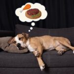 Chó có mơ không? Những giấc mơ kỳ diệu của bạn đồng hành