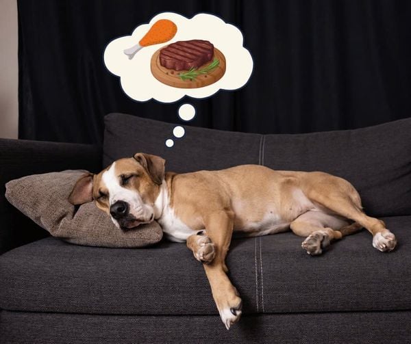 Chó có mơ không? Những giấc mơ kỳ diệu của bạn đồng hành