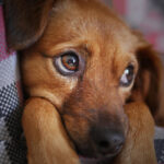 Chó con buồn khi xa mẹ thì phải làm sao?