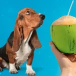 Chó uống nước dừa được không?