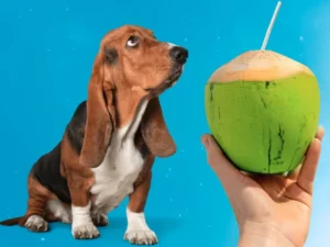 Chó uống nước dừa được không?