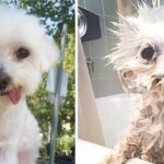 Chó con bao nhiêu ngày thì tắm được?