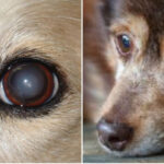 Chó già bị đục mắt: Nguyên nhân, bệnh lý, chẩn đoán