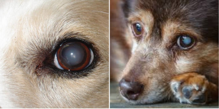 Chó già bị đục mắt: Nguyên nhân, bệnh lý, chẩn đoán