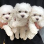 Chó Poodle trắng có gì đặc biệt? Vì sao hiếm?