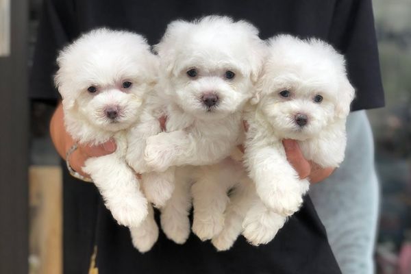 Chó Poodle trắng có gì đặc biệt? Vì sao hiếm?