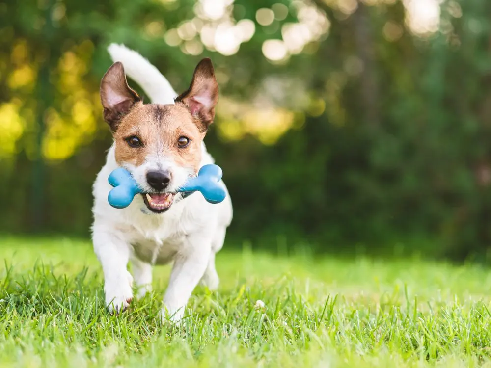 Nên mua đồ chơi gì cho chó là tốt nhất?