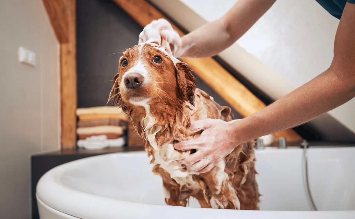 Cách diệt rận chó theo lời khuyên bác sĩ