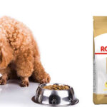 Thức ăn Royal Canin cho Poodle có tốt không?