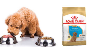 Thức ăn Royal Canin cho Poodle có tốt không?