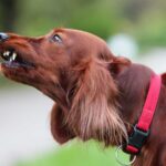 Top 7 dấu hiệu nhận biết chó có thể cắn bạn