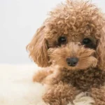Chó Tiny Poodle ăn gì để khỏe mạnh?