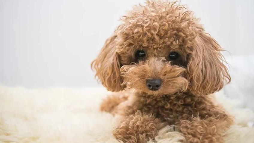 Chó Tiny Poodle ăn gì để khỏe mạnh?
