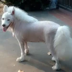 Lông chó bao lâu mọc lại sau khi cạo?